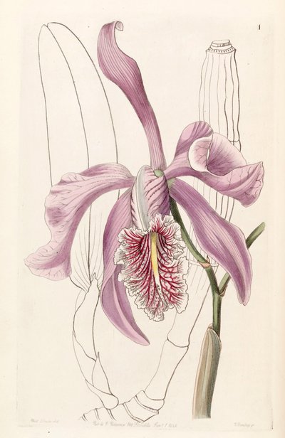 Cattleya maxima by Miss Drake